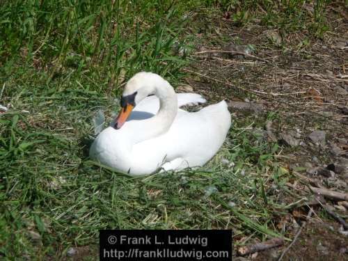 Breeding Swan